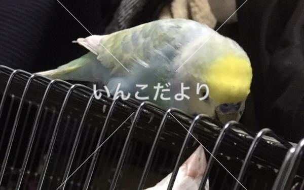 迷い鳥の写真