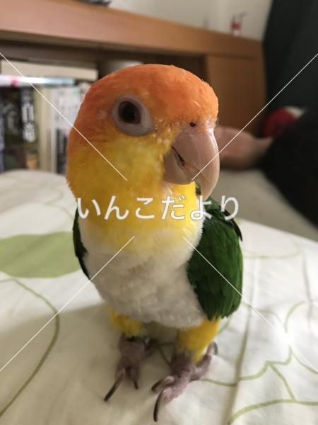 迷い鳥の写真