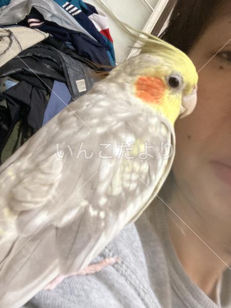 迷い鳥の写真