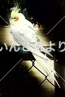 保護鳥の写真
