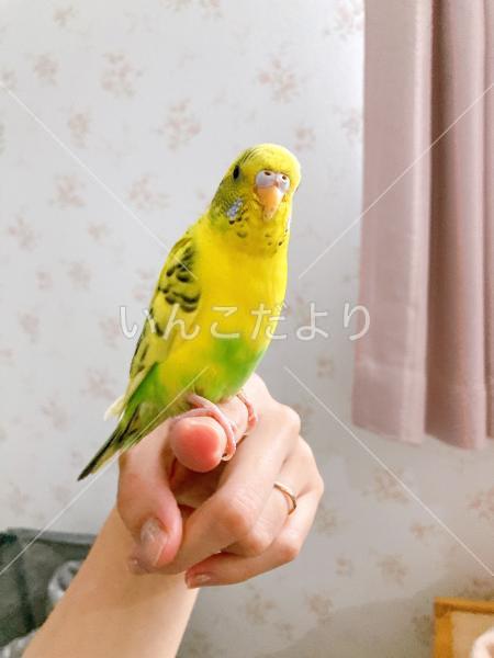 保護鳥の写真