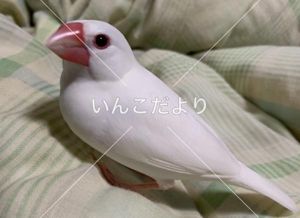 迷い鳥の写真