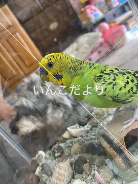 保護鳥の写真
