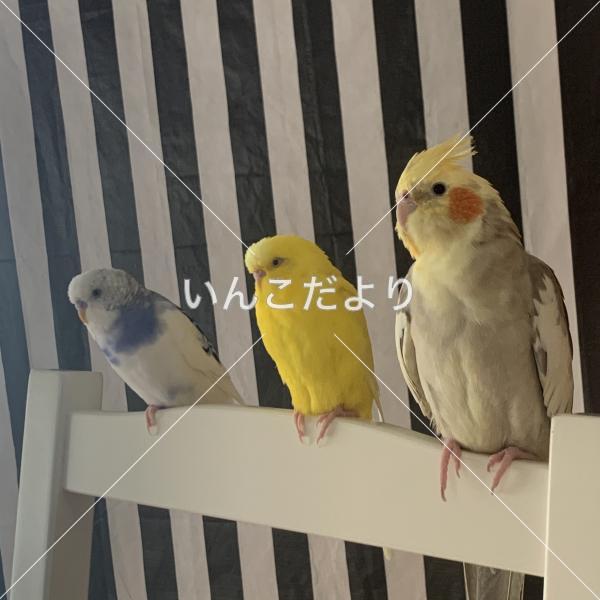 迷い鳥の写真