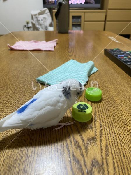 迷い鳥の写真