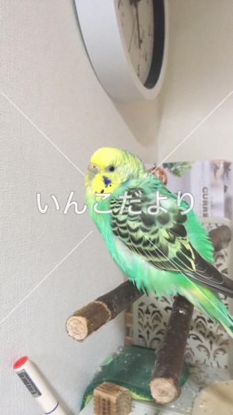 迷い鳥の写真