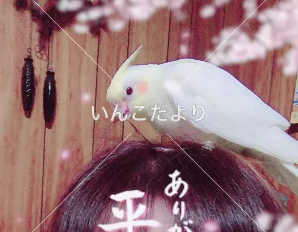 迷い鳥の写真