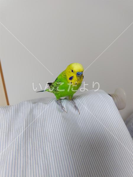 保護鳥の写真