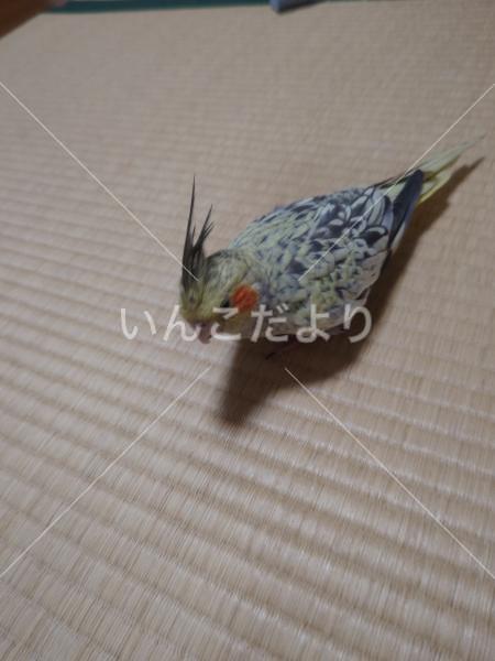 迷い鳥の写真