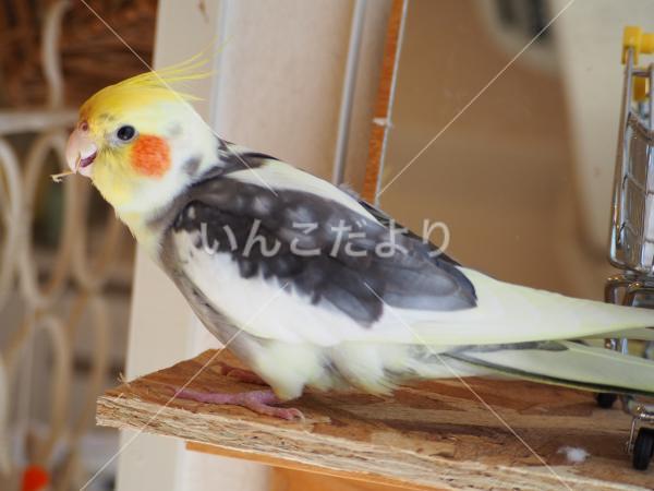 迷い鳥の写真
