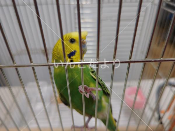 保護鳥の写真