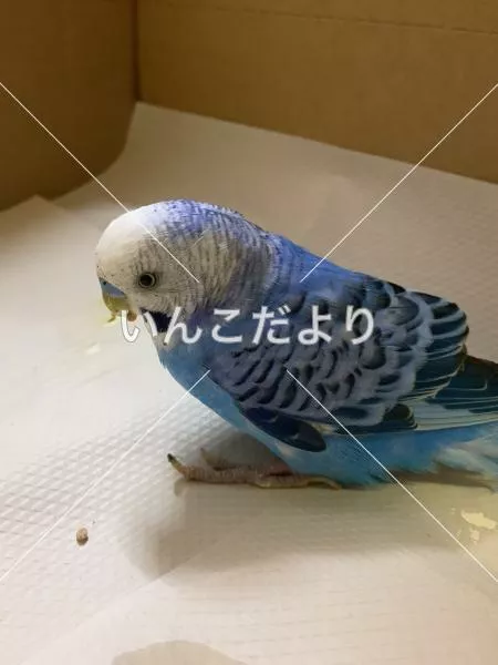保護鳥の写真
