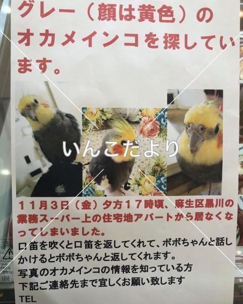 迷い鳥の写真