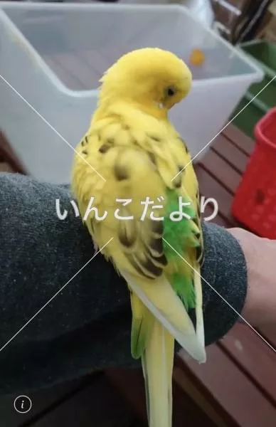 保護鳥の写真