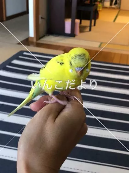 保護鳥の写真