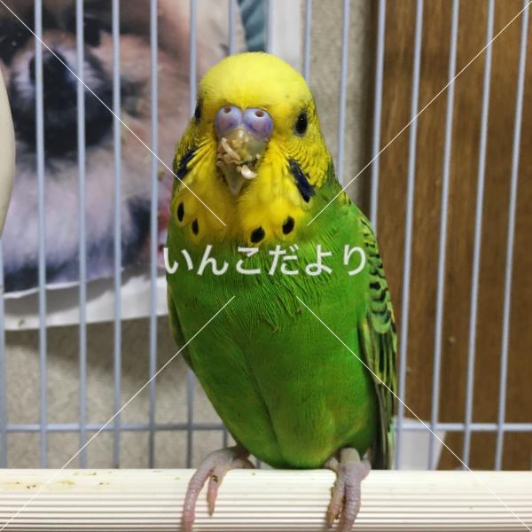 迷い鳥の写真