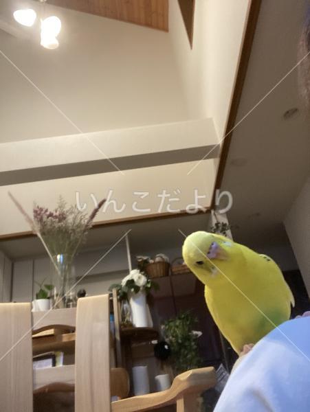 迷い鳥の写真