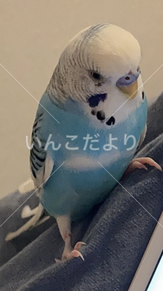 迷い鳥の写真