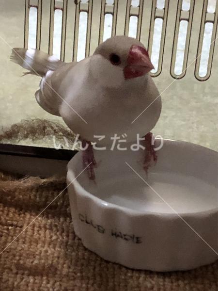 保護鳥の写真
