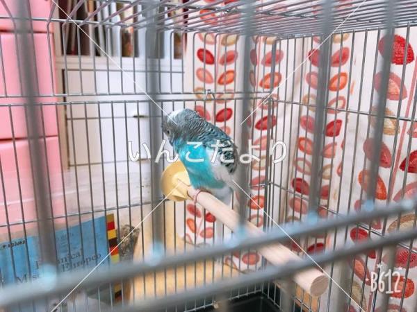 保護鳥の写真