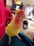 迷い鳥の写真