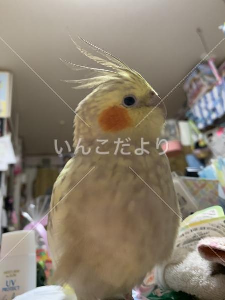 迷い鳥の写真