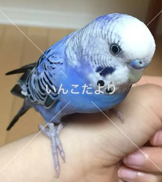 保護鳥の写真