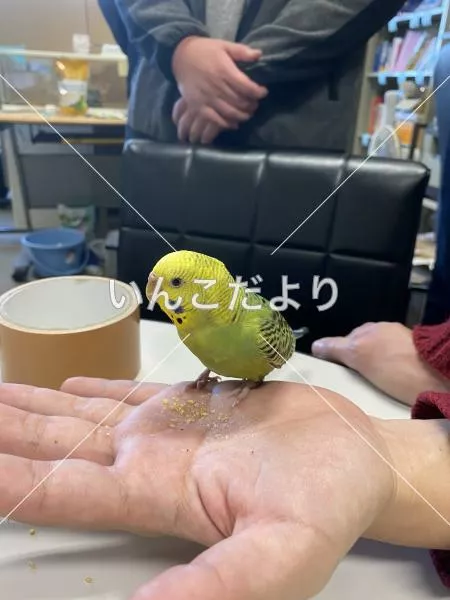 保護鳥の写真