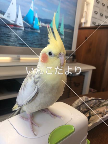 迷い鳥の写真