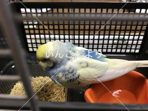 保護鳥の写真