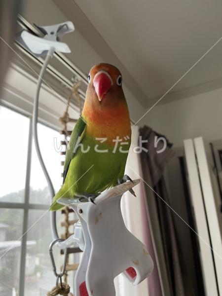 迷い鳥の写真