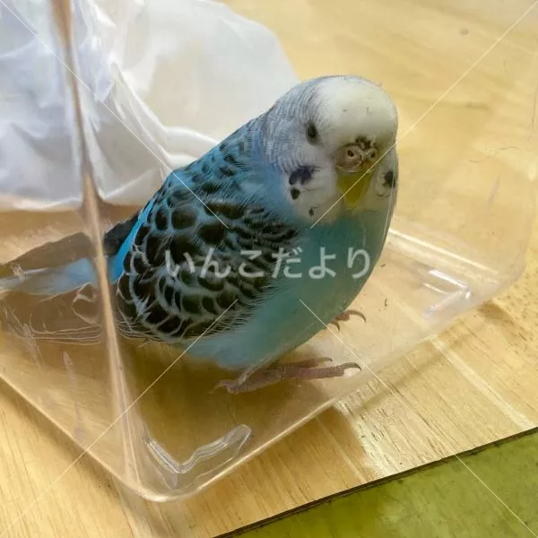保護鳥の写真