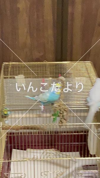 迷い鳥の写真
