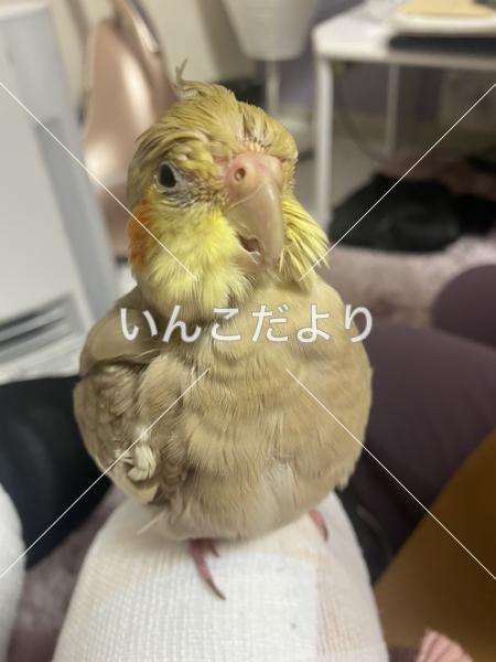 迷い鳥の写真