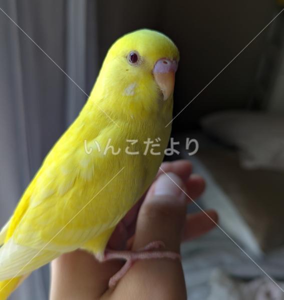 迷い鳥の写真