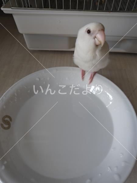 迷い鳥の写真