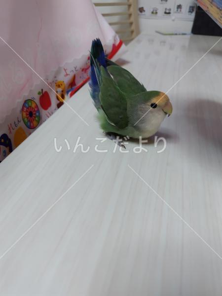 迷い鳥の写真