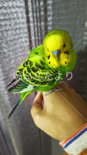 保護鳥の写真