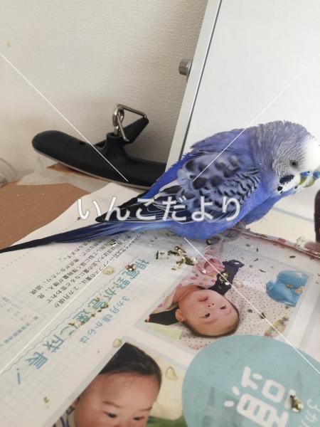 迷い鳥の写真