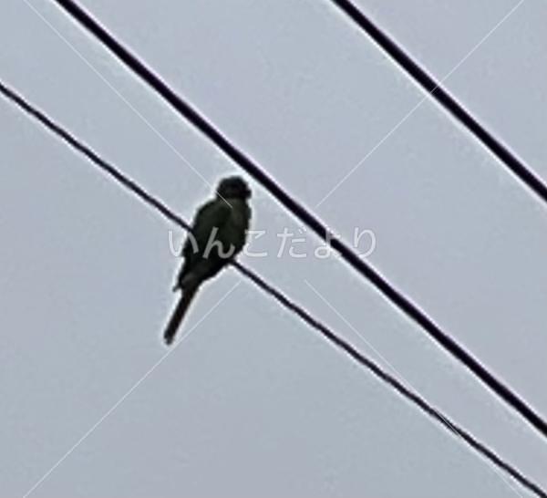 迷い鳥の写真