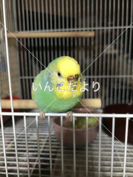 迷い鳥の写真