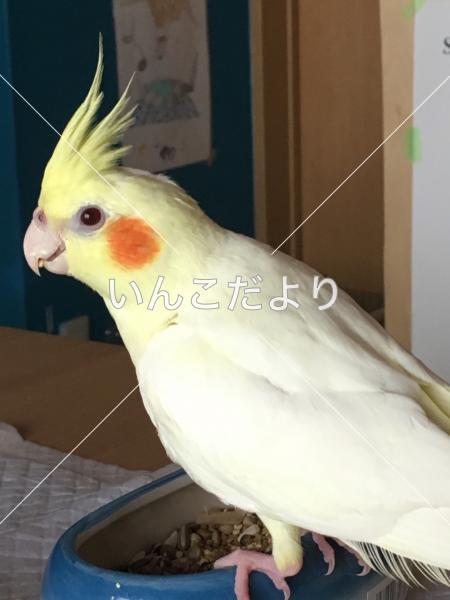迷い鳥の写真