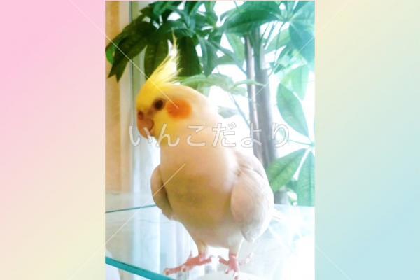 迷い鳥の写真