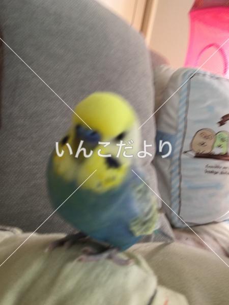 迷い鳥の写真