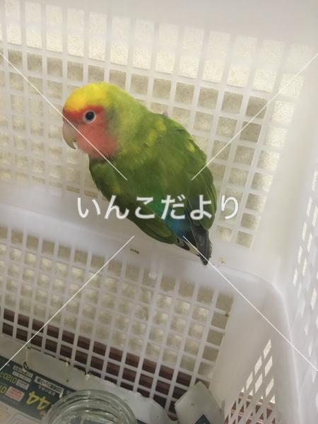 保護鳥の写真