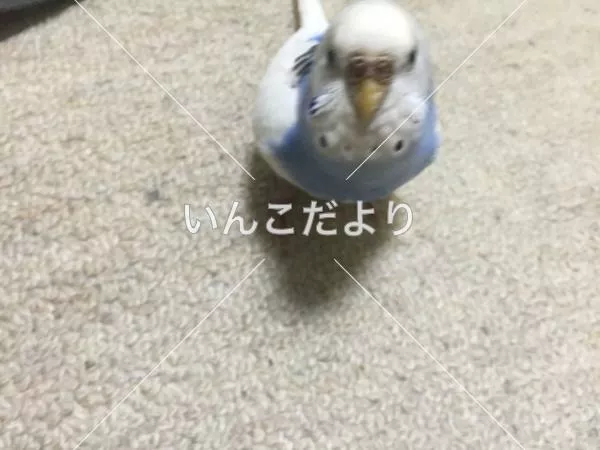 保護鳥の写真