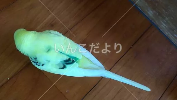 保護鳥の写真