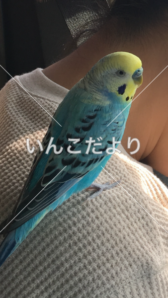 迷い鳥の写真