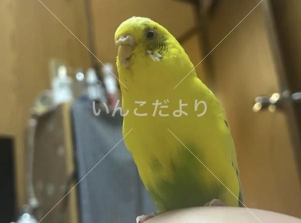 迷い鳥の写真