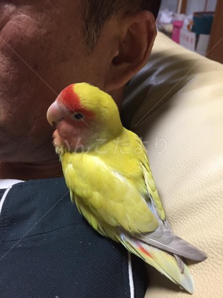 保護鳥の写真
